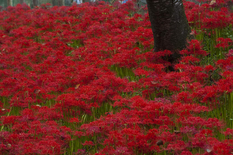无人,横图,室外,白天,正面,旅游,度假,草地,草坪,花海,花圃,美景,植物,叶子,日本,亚洲,阴影,朦胧,模糊,盛开,光线,影子,景观,花蕾,娱乐,草,花,花瓣,花朵,花卉,鲜花,树,树木,红色,绿色,阳光,自然,花丛,花束,花田,花苞,花蕊,享受,休闲,景色,放松,生长,成长,自然风光,东亚,本州,关东地方,本州岛,日本国,蜘蛛百合,崎玉,崎玉县,笹蟹百合,螫蟹花,水鬼蕉,蜘蛛兰,天生丽质,彩图