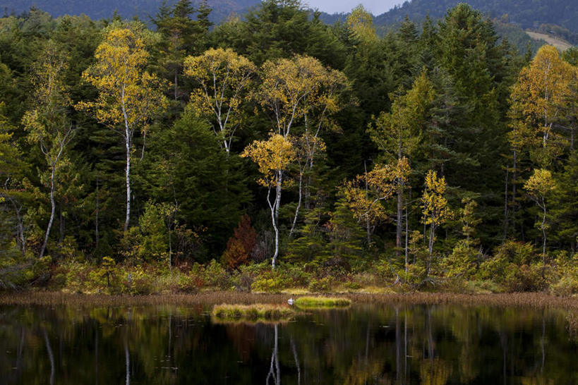 无人,横图,室外,白天,正面,旅游,度假,草地,草坪,河流,美景,森林,山,山脉,树林,水,植物,长野县,日本,亚洲,阴影,光线,影子,河水,景观,山峰,水流,山峦,娱乐,草,树,树木,绿色,阳光,自然,群山,享受,休闲,景色,放松,生长,成长,自然风光,东亚,本州,本州岛,日本国,中部地方,长野,彩图