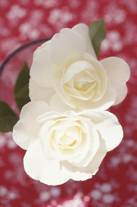 无人,竖图,俯视,室内,特写,白天,爱情,幸福,纯洁,热情,玫瑰,叶子,盛开,布料,绿叶,玫瑰花,浪漫,花蕾,布纹,桌布,花,花瓣,花朵,鲜花,两朵,红色,白色,餐巾,台布,花苞,花蕊,温暖,温馨,嫩叶,恩爱,和睦,感动,尊敬,天真,刺玫花,徘徊花,叶,叶片,彩图,高角度拍摄,融洽