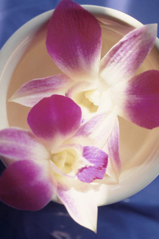 无人,竖图,俯视,室内,特写,白天,智慧,桌面,桌子,花瓶,阴影,蓝色背景,艺术,装饰,盛开,反射,木制,影子,陶瓷,石斛,陶瓷制品,花蕾,文化,花,花瓣,花朵,鲜花,两朵,一个,紫色,白色,插花,木制品,瓶子,花苞,花蕊,摄影,影棚,单个,华丽,修饰,插花艺术,点缀,创造,创作,想象,衬托,美观,雅致,雅观,石斛兰,金钗石斛,彩图,高角度拍摄,影棚拍摄,拍摄