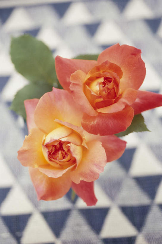 无人,竖图,俯视,室内,特写,白天,爱情,幸福,纯洁,热情,桌面,桌子,玫瑰,叶子,阴影,盛开,反射,木制,布料,影子,绿叶,玫瑰花,浪漫,花蕾,布纹,桌布,花,花瓣,花朵,鲜花,两朵,黄色,红色,蓝色,白色,灰色,餐巾,木制品,台布,花苞,花蕊,温暖,温馨,嫩叶,恩爱,和睦,感动,尊敬,天真,刺玫花,徘徊花,叶,叶片,彩图,高角度拍摄,融洽