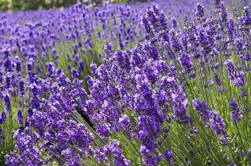 无人,横图,俯视,室外,白天,爱情,旅游,度假,草地,草坪,花海,花圃,美景,植物,叶子,北海道,日本,亚洲,许多,阴影,盛开,光线,影子,景观,浪漫,花蕾,娱乐,草,花,花瓣,花朵,花卉,鲜花,绿色,紫色,阳光,自然,香草,花丛,花束,花田,花苞,花蕊,薰衣草,享受,休闲,景色,放松,自然风光,呼吸,东亚,日本国,北海道地方,北海道岛,富良野,灵香草,黄香草,奇迹,道北,富良野市,彩图,高角度拍摄,上川支厅