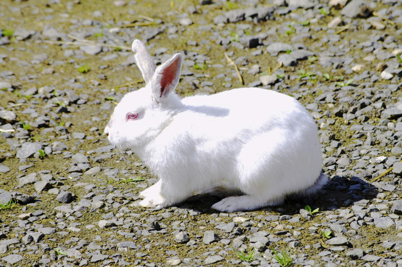 无人,站,横图,室外,白天,侧面,旅游,度假,石头,美景,哺乳动物,野生动物,北海道,日本,亚洲,阴影,光线,兔子,石子,影子,景观,地面,注视,娱乐,一只,白色,阳光,自然,动物,观察,看,站着,享受,休闲,景色,放松,可爱,活泼,观看,兔,察看,关注,自然风光,东亚,日本国,北海道地方,北海道岛,美瑛町,美瑛,石块,站立,彩图,全身