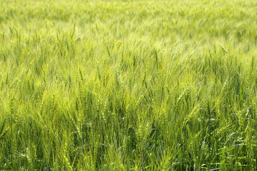 无人,农田,横图,俯视,室外,白天,旅游,度假,庄稼,农作物,小麦,美景,北海道,日本,亚洲,阴影,朦胧,模糊,光线,影子,景观,谷物,娱乐,阳光,自然,享受,休闲,稻谷,稻子,景色,放松,麦子,自然风光,东亚,日本国,北海道地方,北海道岛,彩图,高角度拍摄,耕地,庄稼田