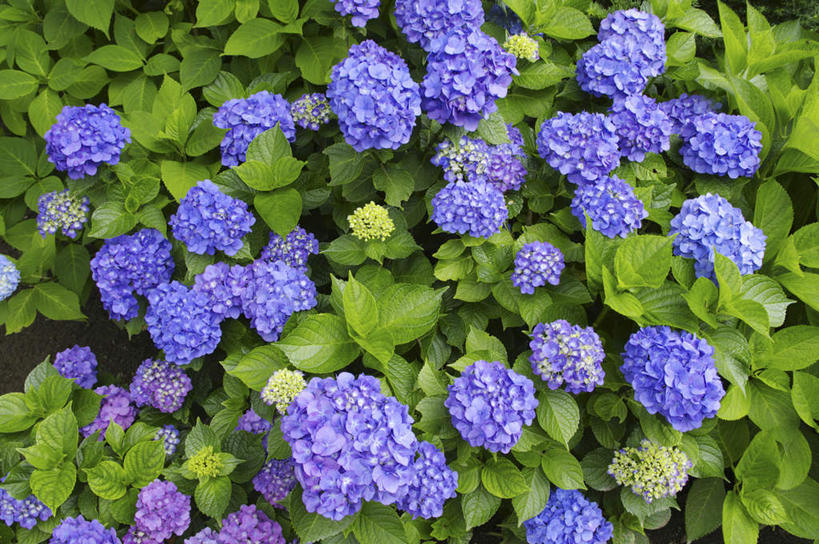 无人,横图,俯视,室外,白天,旅游,度假,骄傲,花海,花圃,美景,植物,八仙花,叶子,日本,亚洲,许多,阴影,盛开,光线,影子,景观,花蕾,娱乐,花,花瓣,花朵,花卉,鲜花,绿色,紫色,阳光,自然,花丛,花束,花田,花苞,花蕊,绣球花,享受,休闲,景色,放松,紫阳花,洋绣球,自然风光,东亚,日本国,草绣球,斗球,七变化,粉团花,善变,彩图,高角度拍摄