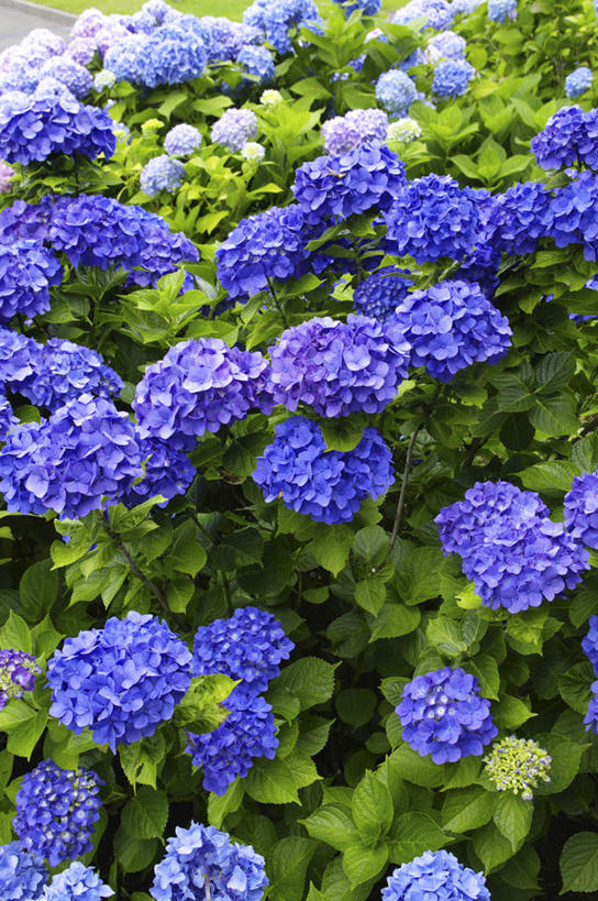 无人,竖图,俯视,室外,白天,旅游,度假,骄傲,花海,花圃,美景,植物,八仙花,叶子,日本,亚洲,许多,阴影,盛开,光线,影子,景观,花蕾,娱乐,花,花瓣,花朵,花卉,鲜花,绿色,紫色,阳光,自然,花丛,花束,花田,花苞,花蕊,绣球花,享受,休闲,景色,放松,紫阳花,洋绣球,自然风光,东亚,日本国,草绣球,斗球,七变化,粉团花,善变,彩图,高角度拍摄