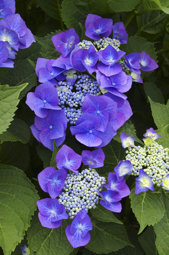 无人,竖图,俯视,室外,特写,白天,旅游,度假,骄傲,花海,花圃,美景,植物,八仙花,叶子,日本,亚洲,许多,阴影,盛开,光线,影子,景观,花蕾,娱乐,花,花瓣,花朵,花卉,鲜花,绿色,紫色,阳光,自然,花丛,花束,花田,花苞,花蕊,绣球花,享受,休闲,景色,放松,紫阳花,洋绣球,自然风光,东亚,日本国,草绣球,斗球,七变化,粉团花,善变,彩图,高角度拍摄