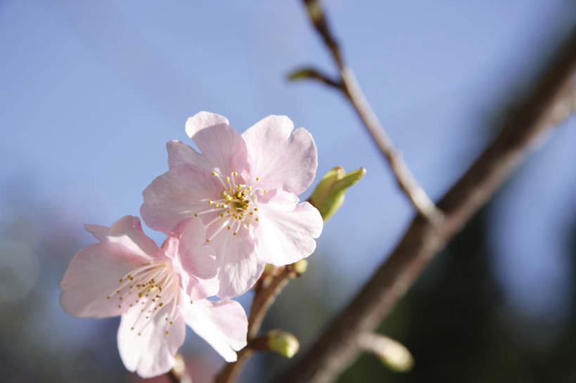 无人,横图,室外,特写,白天,正面,旅游,度假,幸福,纯洁,美景,樱花,日本,亚洲,阴影,朦胧,模糊,盛开,光线,影子,景观,花蕾,娱乐,花,花瓣,花朵,鲜花,树枝,两朵,粉色,蓝色,蓝天,天空,阳光,自然,天,花苞,花蕊,享受,休闲,景色,放松,晴朗,等待,生命,自然风光,东亚,万里无云,日本国,仙樱花,福岛樱,青肤樱,高尚,热烈,晴空,晴空万里,荆桃,彩图