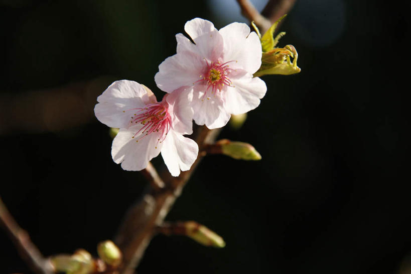 无人,横图,室外,特写,白天,正面,旅游,度假,幸福,纯洁,美景,樱花,日本,亚洲,朦胧,模糊,盛开,景观,枝条,花蕾,娱乐,花,花瓣,花朵,鲜花,树枝,两朵,粉色,自然,花苞,花蕊,享受,休闲,景色,放松,等待,生命,自然风光,东亚,日本国,仙樱花,福岛樱,青肤樱,高尚,热烈,荆桃,彩图
