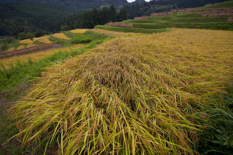 无人,农田,横图,俯视,室外,白天,旅游,度假,庄稼,农作物,石头,美景,山,山脉,植物,日本,亚洲,石子,景观,山峰,山峦,千叶县,娱乐,树,树木,绿色,自然,群山,享受,休闲,景色,放松,生长,成长,自然风光,东亚,沉积岩,本州,关东地方,本州岛,日本国,千叶,水成岩,石块,岩石,彩图,高角度拍摄,耕地,庄稼田