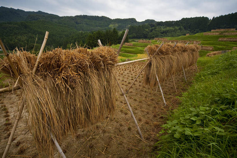 无人,农田,横图,室外,白天,正面,旅游,度假,农业,庄稼,农作物,草地,美景,树林,植物,日本,亚洲,许多,悬挂,丰收,稻田,景观,云,云朵,干草,千叶县,云彩,娱乐,草,树,树木,蓝色,绿色,白云,蓝天,天空,自然,天,享受,休闲,景色,放松,生长,收获,晴朗,成长,自然风光,东亚,本州,关东地方,本州岛,日本国,千叶,晴空,彩图,耕地,庄稼田