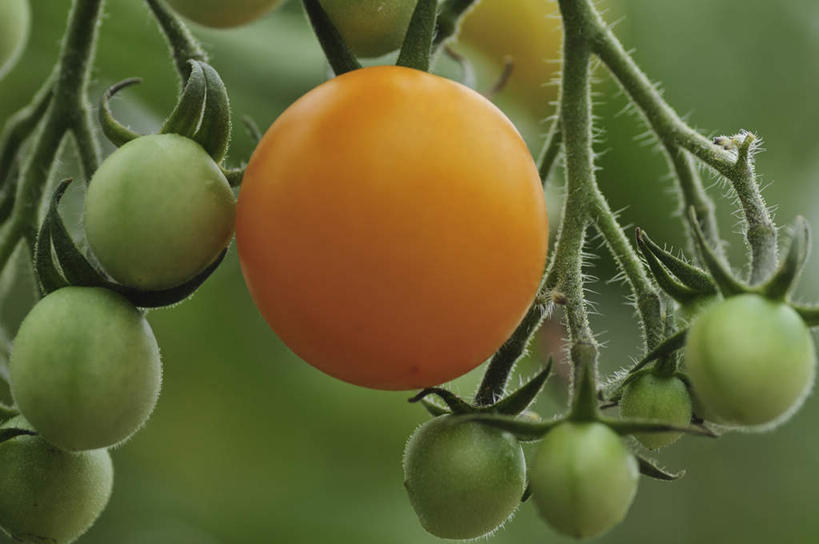 无人,横图,室外,特写,白天,仰视,旅游,度假,美景,蔬菜,西红柿,日本,亚洲,许多,朦胧,模糊,新鲜,景观,食品,千叶县,娱乐,食物,黄色,绿色,自然,享受,休闲,景色,放松,有机食品,绿色食品,自然风光,东亚,本州,关东地方,本州岛,日本国,千叶,樱桃番茄,圣女果,番茄,彩图,低角度拍摄