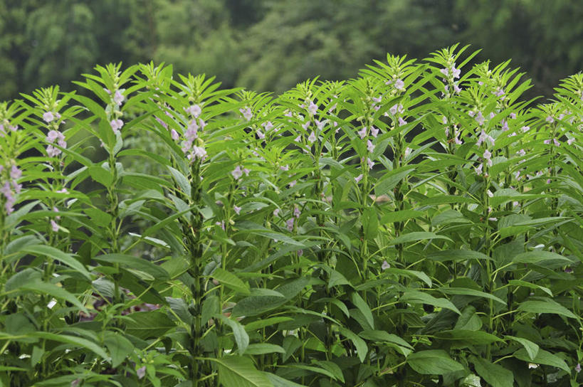 无人,横图,俯视,室外,白天,旅游,度假,花海,花圃,美景,植物,叶子,日本,亚洲,许多,盛开,景观,芝麻,绿叶,千叶县,花蕾,娱乐,花,花瓣,花朵,花卉,鲜花,绿色,紫色,自然,花丛,花束,花田,花苞,花蕊,享受,休闲,嫩叶,景色,放松,自然风光,东亚,本州,关东地方,本州岛,日本国,脂麻,胡麻,白麻,巨胜子,油麻,千叶,芝麻花,叶,叶片,彩图,高角度拍摄