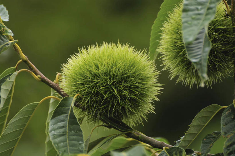 无人,横图,室外,特写,白天,正面,旅游,度假,美景,叶子,日本,亚洲,朦胧,模糊,景观,板栗,栗子,坚果,绿叶,毛栗子,千叶县,两颗,娱乐,绿色,自然,享受,休闲,嫩叶,景色,放松,自然风光,东亚,本州,关东地方,本州岛,日本国,千叶,毛栗,栗果,栗楔,叶,叶片,彩图