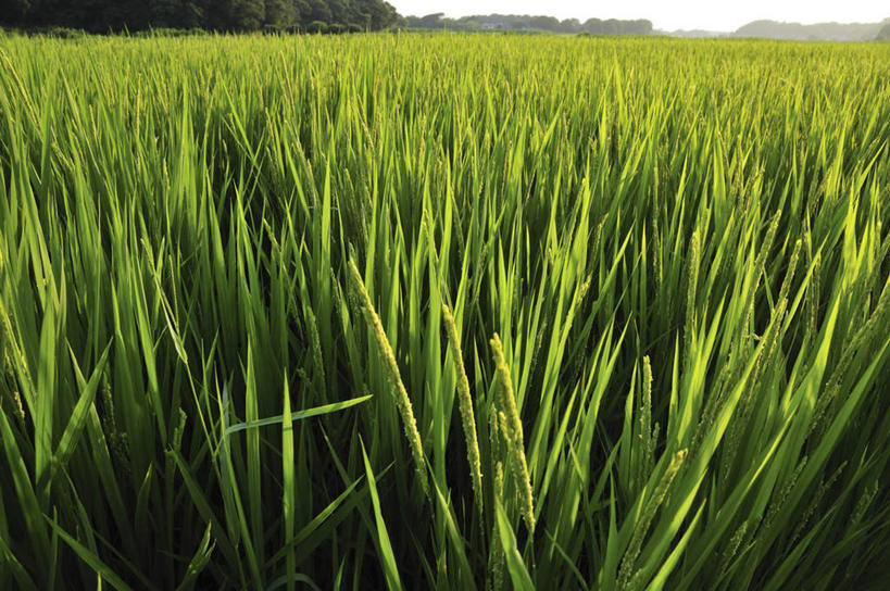 无人,农田,横图,俯视,室外,白天,旅游,度假,农业,庄稼,农作物,美景,树林,植物,日本,亚洲,丰收,稻田,景观,云,云朵,千叶县,云彩,娱乐,树,树木,蓝色,绿色,白云,蓝天,天空,自然,天,享受,休闲,景色,放松,生长,收获,晴朗,成长,自然风光,东亚,本州,关东地方,本州岛,日本国,千叶,晴空,彩图,高角度拍摄,耕地,庄稼田