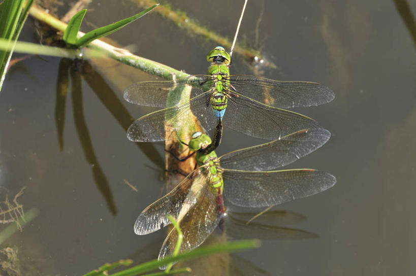 无人,横图,俯视,室外,特写,白天,旅游,度假,湖,湖泊,美景,水,东京,日本,亚洲,朦胧,模糊,平静,蜻蜓,昆虫,湖面,景观,水流,水面,水草,娱乐,绿色,自然,动物,湖水,两只,享受,休闲,景色,放松,自然风光,交配,益虫,东亚,本州,关东地方,本州岛,日本国,东京都,彩图,高角度拍摄,全身