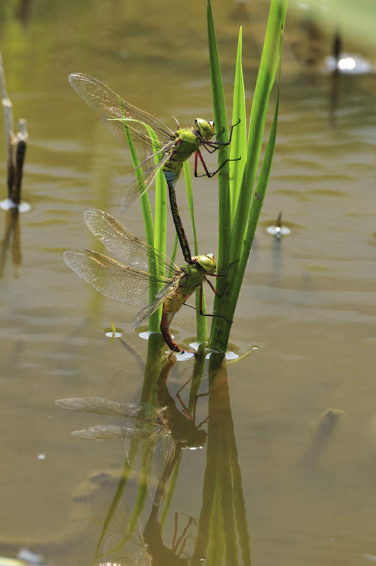 无人,竖图,室外,白天,侧面,旅游,度假,湖,湖泊,美景,水,东京,日本,亚洲,平静,蜻蜓,昆虫,湖面,景观,水流,水面,水草,娱乐,绿色,自然,动物,湖水,两只,享受,休闲,景色,放松,自然风光,交配,益虫,东亚,本州,关东地方,本州岛,日本国,东京都,彩图,全身