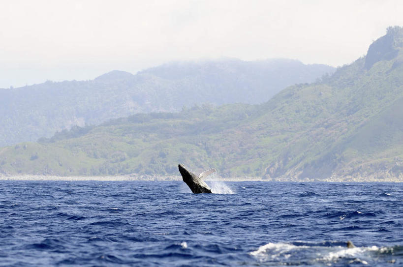 无人,横图,室外,白天,正面,旅游,度假,海浪,海洋,石头,美景,山,山脉,哺乳动物,鲸鱼,东京,日本,亚洲,波纹,石子,景观,浪花,山顶,山峰,涟漪,山峦,娱乐,海洋生物,一只,蓝色,蓝天,水纹,天空,自然,海水,动物,波浪,群山,天,享受,休闲,景色,放松,击打,鲸,座头鲸,晴朗,自然风光,水生动物,水生物,海景,东亚,海底动物,沉积岩,本州,万里无云,关东地方,本州岛,日本国,东京都,水晕,鲸类,大翅鲸,巨臂鲸,锯臂鲸,驼背鲸,颠峰,极峰,水成岩,大海,风浪,海,海水的波动,近岸浪,石块,岩石,涌浪,晴空,晴空万里,半身,彩图