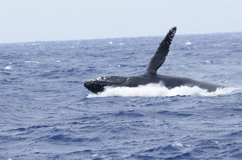 无人,横图,室外,白天,侧面,旅游,度假,海浪,海洋,美景,哺乳动物,鲸鱼,东京,日本,亚洲,波纹,景观,浪花,水平线,辽阔,海平线,涟漪,娱乐,海洋生物,一只,蓝色,蓝天,水纹,天空,自然,海水,动物,波浪,天,享受,休闲,广阔,景色,放松,击打,鲸,座头鲸,晴朗,一望无际,自然风光,水生动物,水生物,海景,东亚,海底动物,本州,万里无云,关东地方,本州岛,日本国,东京都,水晕,鲸类,大翅鲸,巨臂鲸,锯臂鲸,驼背鲸,无边无际,一马平川,大海,风浪,海,海水的波动,近岸浪,涌浪,晴空,晴空万里,半身,彩图,水天相接,水天一线