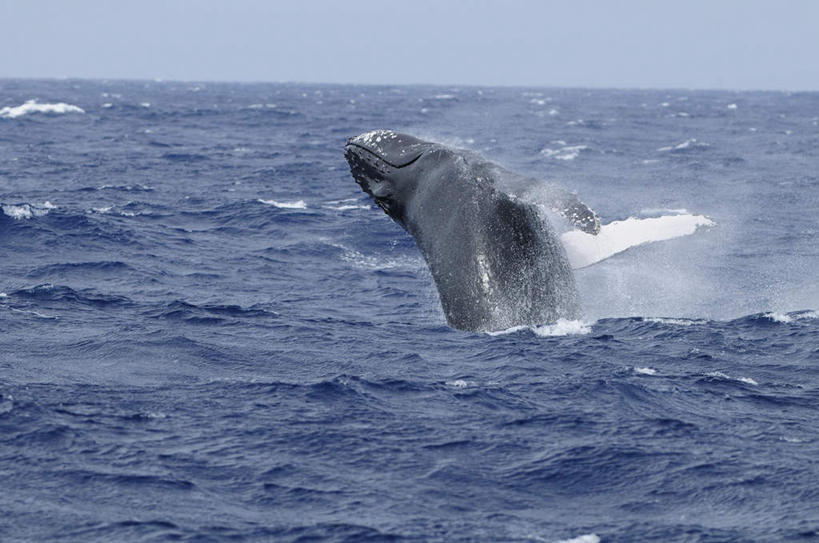 无人,横图,室外,白天,侧面,旅游,度假,海浪,海洋,美景,哺乳动物,鲸鱼,东京,日本,亚洲,波纹,景观,浪花,水平线,辽阔,海平线,涟漪,娱乐,海洋生物,一只,蓝色,蓝天,水纹,天空,自然,海水,动物,波浪,天,享受,休闲,广阔,景色,放松,击打,鲸,座头鲸,晴朗,一望无际,自然风光,水生动物,水生物,海景,东亚,海底动物,本州,万里无云,关东地方,本州岛,日本国,东京都,水晕,鲸类,大翅鲸,巨臂鲸,锯臂鲸,驼背鲸,无边无际,一马平川,大海,风浪,海,海水的波动,近岸浪,涌浪,晴空,晴空万里,半身,彩图,水天相接,水天一线