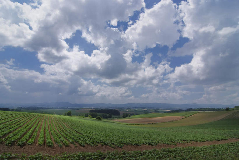 无人,农田,横图,室外,白天,正面,旅游,度假,庄稼,农作物,草地,草坪,美景,植物,蔬菜,北海道,日本,亚洲,一堆,一排,阴影,堆叠,堆积,新鲜,整齐,光线,影子,景观,云,云朵,食品,云彩,娱乐,草,树,树木,食物,排列,蓝色,绿色,白云,蓝天,天空,阳光,自然,天,享受,休闲,景色,放松,有机食品,绿色食品,生长,成长,堆,队列,自然风光,东亚,日本国,北海道地方,北海道岛,彩图,耕地,庄稼田