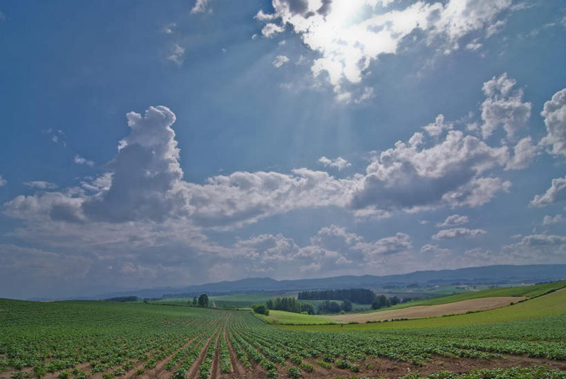 无人,农田,横图,室外,白天,正面,旅游,度假,庄稼,农作物,草地,草坪,美景,植物,蔬菜,北海道,日本,亚洲,一堆,阴影,堆叠,堆积,新鲜,光线,影子,景观,云,云朵,食品,云彩,娱乐,草,树,树木,食物,蓝色,绿色,白云,蓝天,天空,阳光,自然,天,享受,休闲,景色,放松,遮,遮掩,有机食品,绿色食品,生长,成长,堆,掩盖,遮挡,自然风光,东亚,遮盖,日本国,北海道地方,北海道岛,掩饰,彩图,耕地,庄稼田