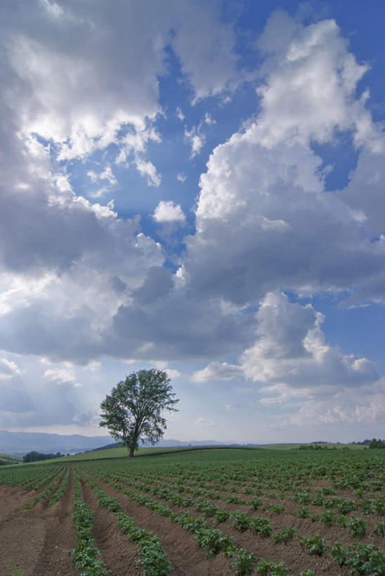 无人,农田,竖图,室外,白天,正面,旅游,度假,庄稼,农作物,草地,草坪,美景,植物,蔬菜,北海道,日本,亚洲,一堆,一排,阴影,堆叠,堆积,新鲜,整齐,光线,影子,景观,云,云朵,食品,云彩,娱乐,草,树,树木,食物,排列,蓝色,绿色,白云,蓝天,天空,阳光,自然,天,享受,休闲,景色,放松,遮,遮掩,有机食品,绿色食品,生长,成长,堆,掩盖,遮挡,队列,自然风光,东亚,遮盖,日本国,北海道地方,北海道岛,掩饰,彩图,耕地,庄稼田