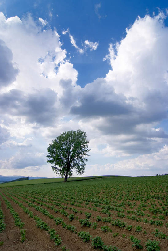 无人,农田,竖图,室外,白天,正面,旅游,度假,庄稼,农作物,草地,草坪,美景,植物,蔬菜,北海道,日本,亚洲,一堆,一排,阴影,堆叠,堆积,新鲜,整齐,光线,影子,景观,云,云朵,食品,云彩,娱乐,草,树,树木,食物,排列,蓝色,绿色,白云,蓝天,天空,阳光,自然,天,享受,休闲,景色,放松,遮,遮掩,有机食品,绿色食品,生长,成长,堆,掩盖,遮挡,队列,自然风光,东亚,遮盖,日本国,北海道地方,北海道岛,掩饰,彩图,耕地,庄稼田