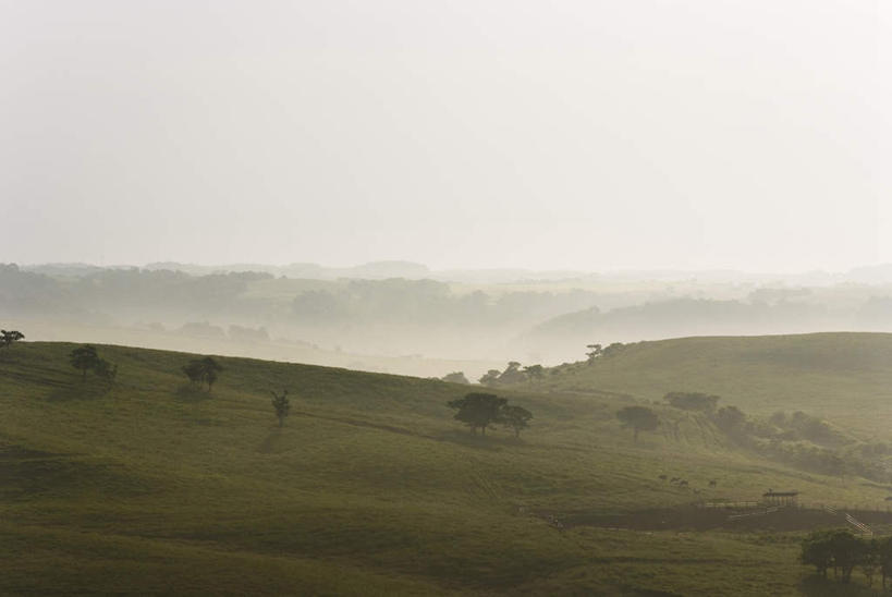 无人,农田,横图,室外,白天,正面,旅游,度假,庄稼,农作物,草地,草坪,美景,植物,雾,北海道,日本,亚洲,阴影,朦胧,模糊,光线,影子,景观,云,云朵,云彩,娱乐,草,树,树木,蓝色,绿色,白云,蓝天,天空,阳光,自然,天,享受,休闲,景色,放松,生长,成长,迷雾,自然风光,东亚,日本国,北海道地方,北海道岛,大雾,彩图,耕地,庄稼田