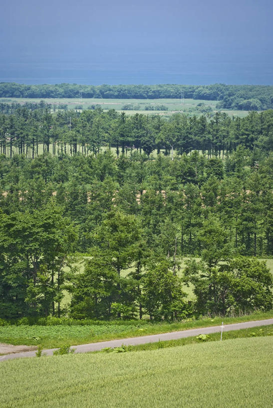 无人,农田,竖图,俯视,室外,白天,旅游,度假,庄稼,农作物,草地,草坪,美景,植物,道路,路,北海道,日本,亚洲,阴影,光线,影子,景观,云,云朵,小路,交通,云彩,娱乐,草,树,树木,蓝色,绿色,白云,蓝天,天空,阳光,自然,天,享受,休闲,景色,放松,乡间小路,生长,成长,自然风光,东亚,日本国,北海道地方,北海道岛,彩图,高角度拍摄,耕地,庄稼田