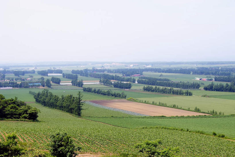 无人,家,农田,横图,俯视,室外,白天,旅游,度假,庄稼,农作物,草地,草坪,美景,植物,道路,路,北海道,日本,亚洲,阴影,光线,影子,房屋,屋子,景观,云,云朵,小路,交通,云彩,娱乐,楼房,住宅,草,树,树木,蓝色,绿色,白云,蓝天,天空,阳光,自然,天,享受,休闲,景色,放松,乡间小路,生长,成长,自然风光,东亚,日本国,北海道地方,北海道岛,彩图,高角度拍摄,耕地,庄稼田,房子
