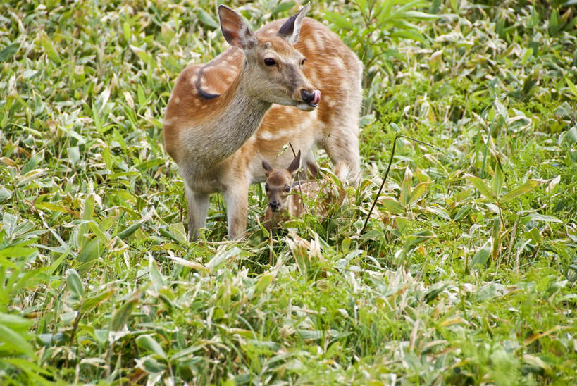 无人,站,横图,俯视,室外,白天,旅游,度假,草地,草坪,美景,植物,哺乳动物,鹿,野生动物,阴影,光线,影子,景观,扭头,注视,娱乐,草,树,树木,一只,绿色,阳光,自然,动物,观察,看,站着,转头,享受,休闲,景色,放松,可爱,活泼,生长,成长,观看,察看,关注,自然风光,站立,彩图,高角度拍摄,全身