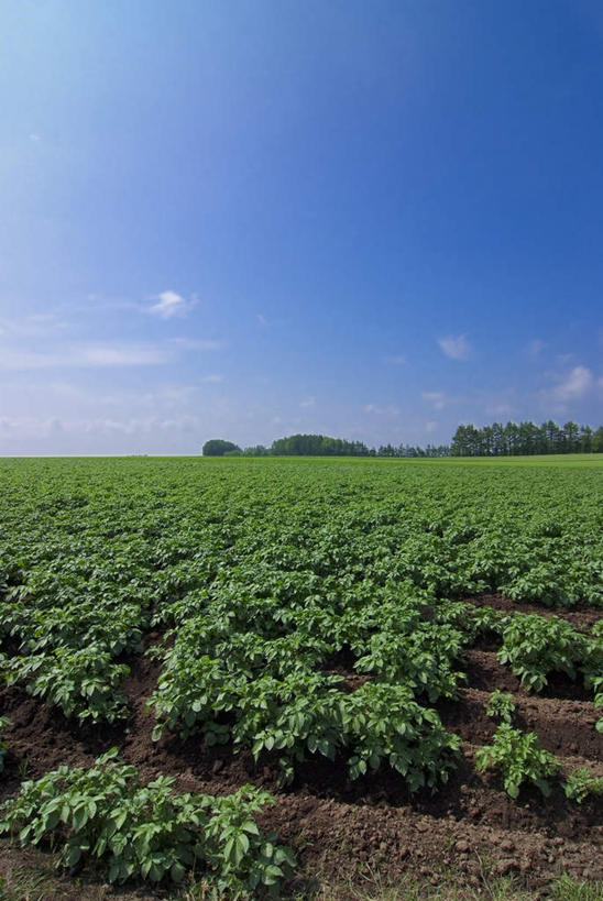 无人,农田,竖图,俯视,室外,白天,旅游,度假,庄稼,农作物,草地,草坪,美景,植物,蔬菜,北海道,日本,亚洲,阴影,新鲜,光线,影子,景观,云,云朵,食品,云彩,娱乐,草,树,树木,食物,蓝色,绿色,白云,蓝天,天空,阳光,自然,天,享受,休闲,景色,放松,有机食品,绿色食品,生长,成长,自然风光,东亚,日本国,北海道地方,北海道岛,彩图,高角度拍摄,耕地,庄稼田