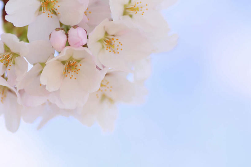 无人,横图,室外,特写,白天,仰视,旅游,度假,美景,樱花,长野县,日本,亚洲,许多,阴影,朦胧,模糊,盛开,光线,影子,景观,花蕾,娱乐,花,花瓣,花朵,鲜花,蓝色,白色,蓝天,天空,阳光,自然,天,花苞,花蕊,享受,休闲,景色,放松,晴朗,自然风光,东亚,本州,万里无云,本州岛,日本国,中部地方,长野,仙樱花,福岛樱,青肤樱,晴空,晴空万里,荆桃,彩图,低角度拍摄