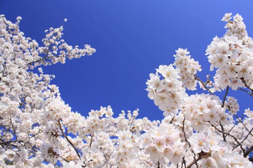 无人,横图,室外,特写,白天,仰视,旅游,度假,美景,植物,樱花,长野县,日本,亚洲,许多,阴影,朦胧,模糊,盛开,光线,影子,景观,花蕾,娱乐,花,花瓣,花朵,鲜花,树,树木,蓝色,绿色,白色,蓝天,天空,阳光,自然,天,花苞,花蕊,享受,休闲,景色,放松,生长,晴朗,成长,自然风光,东亚,本州,万里无云,本州岛,日本国,中部地方,长野,仙樱花,福岛樱,青肤樱,晴空,晴空万里,荆桃,彩图,低角度拍摄