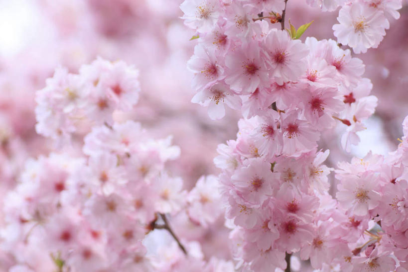 无人,横图,室外,特写,白天,正面,旅游,度假,美景,植物,樱花,长野县,日本,亚洲,阴影,朦胧,模糊,盛开,光线,影子,景观,花蕾,娱乐,花,花瓣,花朵,鲜花,树,树木,粉色,绿色,阳光,自然,花苞,花蕊,享受,休闲,景色,放松,生长,成长,自然风光,东亚,本州,本州岛,日本国,中部地方,长野,仙樱花,福岛樱,青肤樱,荆桃,彩图