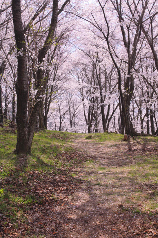 无人,竖图,室外,白天,正面,旅游,度假,草地,草坪,美景,植物,道路,路,樱花,长野县,日本,亚洲,阴影,盛开,光线,影子,景观,小路,交通,花蕾,娱乐,草,花,花瓣,花朵,鲜花,树,树木,粉色,绿色,阳光,自然,花苞,花蕊,享受,休闲,景色,放松,乡间小路,生长,成长,自然风光,东亚,本州,本州岛,日本国,中部地方,长野,仙樱花,福岛樱,青肤樱,荆桃,彩图
