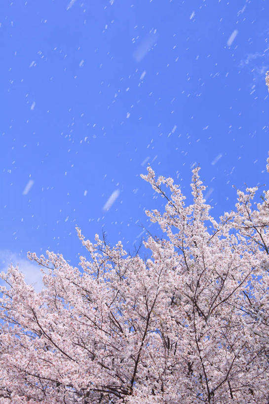 无人,竖图,室外,白天,仰视,旅游,度假,美景,植物,樱花,长野县,日本,亚洲,阴影,盛开,光线,影子,景观,云,云朵,花蕾,云彩,娱乐,花,花瓣,花朵,鲜花,树,树木,粉色,蓝色,绿色,白云,蓝天,天空,阳光,自然,天,花苞,花蕊,享受,休闲,景色,放松,生长,成长,自然风光,东亚,本州,本州岛,日本国,中部地方,长野,仙樱花,福岛樱,青肤樱,荆桃,彩图,低角度拍摄