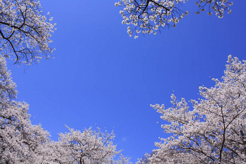 无人,横图,室外,白天,仰视,旅游,度假,美景,植物,樱花,长野县,日本,亚洲,阴影,盛开,光线,影子,景观,云,云朵,花蕾,云彩,娱乐,花,花瓣,花朵,鲜花,树,树木,粉色,蓝色,绿色,白云,蓝天,天空,阳光,自然,天,花苞,花蕊,享受,休闲,景色,放松,生长,成长,自然风光,东亚,本州,本州岛,日本国,中部地方,长野,仙樱花,福岛樱,青肤樱,荆桃,彩图,低角度拍摄