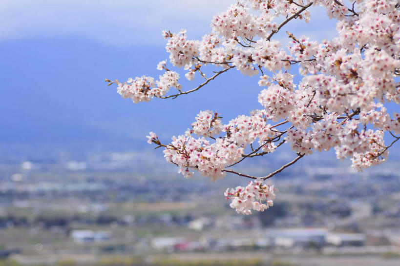 无人,家,横图,室外,白天,正面,旅游,度假,草地,草坪,美景,山,山脉,植物,樱花,长野县,日本,亚洲,阴影,朦胧,模糊,盛开,光线,影子,房屋,屋子,景观,山峰,山峦,花蕾,娱乐,楼房,住宅,草,花,花瓣,花朵,鲜花,树,树木,粉色,绿色,阳光,自然,群山,花苞,花蕊,享受,休闲,景色,放松,生长,成长,自然风光,东亚,本州,本州岛,日本国,中部地方,长野,仙樱花,福岛樱,青肤樱,荆桃,彩图,房子