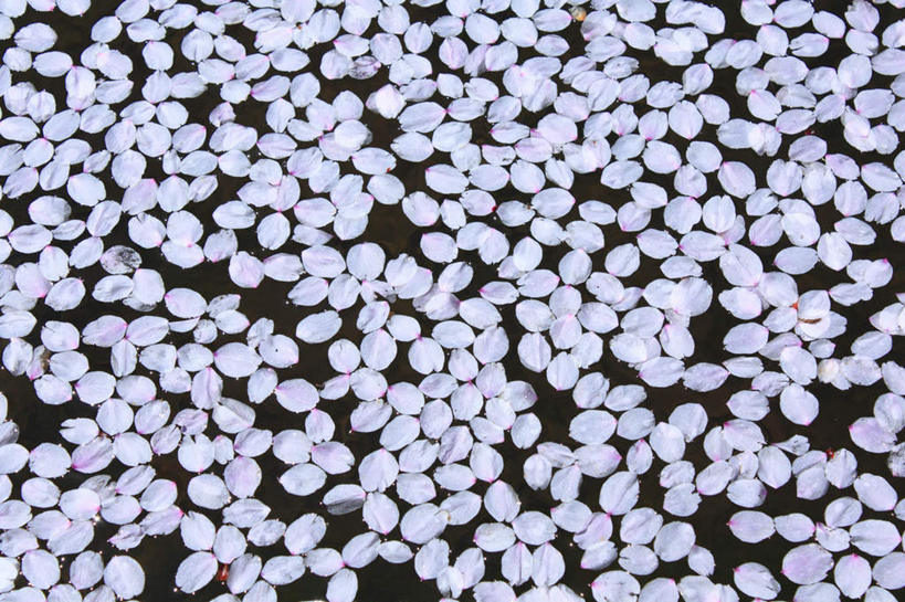 无人,横图,俯视,室外,白天,旅游,度假,河流,美景,水,樱花,长野县,日本,亚洲,许多,阴影,漂浮,盛开,光线,影子,河水,景观,水流,花蕾,娱乐,花,花瓣,花朵,鲜花,白色,阳光,自然,花苞,花蕊,享受,休闲,景色,放松,自然风光,东亚,本州,本州岛,日本国,中部地方,长野,仙樱花,福岛樱,青肤樱,荆桃,彩图,高角度拍摄