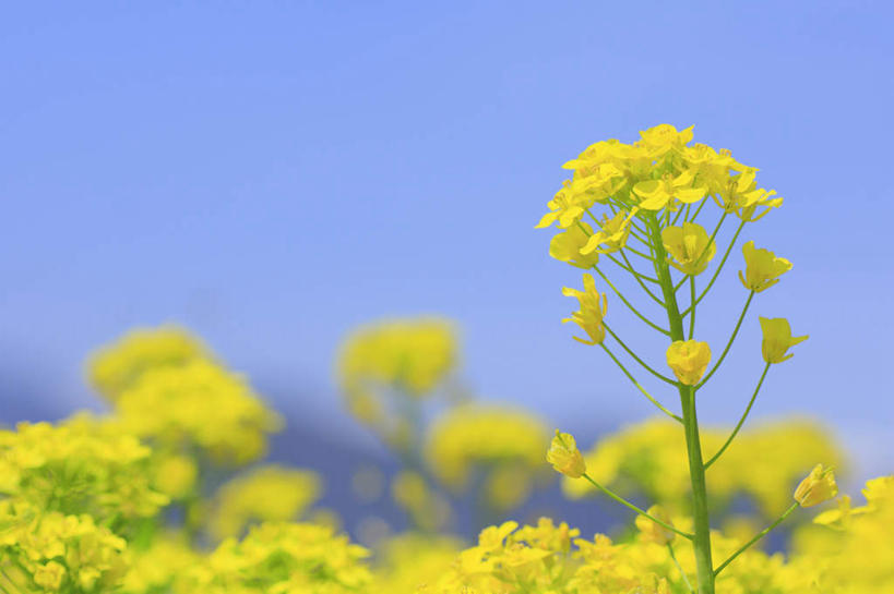 无人,横图,室外,特写,白天,正面,旅游,度假,草地,草坪,美景,山,山脉,植物,长野县,日本,亚洲,朦胧,模糊,盛开,景观,山峰,云,云朵,山峦,花蕾,云彩,娱乐,草,花,花瓣,花朵,鲜花,树,树木,黄色,蓝色,绿色,白云,蓝天,天空,自然,群山,天,花苞,花蕊,油菜花,享受,休闲,景色,放松,生长,成长,自然风光,东亚,本州,本州岛,日本国,中部地方,长野,彩图,芸苔,芸薹