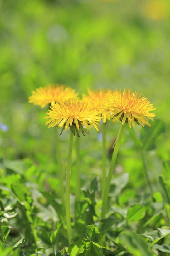 无人,竖图,俯视,室外,特写,白天,爱情,旅游,度假,草地,草坪,美景,植物,蒲公英,长野县,日本,亚洲,四朵,阴影,朦胧,模糊,盛开,光线,影子,景观,花蕾,娱乐,草,花,花瓣,花朵,鲜花,黄色,绿色,阳光,自然,花苞,花蕊,享受,休闲,景色,放松,自然风光,东亚,本州,本州岛,日本国,中部地方,长野,开朗,蒲公草,尿床草,彩图,高角度拍摄
