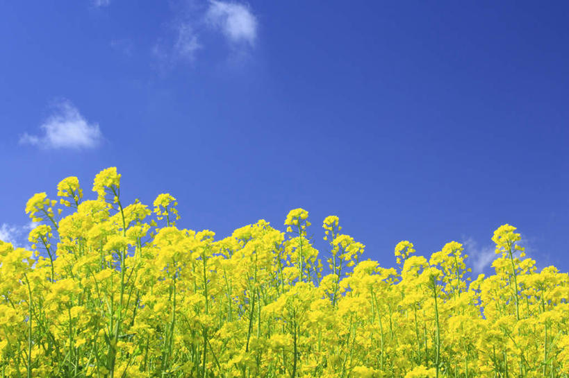 无人,横图,室外,白天,仰视,旅游,度假,草地,草坪,美景,植物,长野县,日本,亚洲,阴影,盛开,光线,影子,景观,云,云朵,花蕾,云彩,娱乐,草,花,花瓣,花朵,鲜花,黄色,蓝色,绿色,白云,蓝天,天空,阳光,自然,天,花苞,花蕊,油菜花,享受,休闲,景色,放松,自然风光,东亚,本州,本州岛,日本国,中部地方,长野,彩图,低角度拍摄,芸苔,芸薹