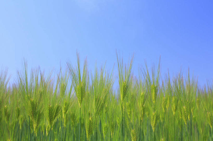 无人,农田,横图,俯视,室外,白天,仰视,旅游,度假,庄稼,农作物,小麦,草地,草坪,美景,植物,长野县,日本,亚洲,朦胧,模糊,景观,云,云朵,谷物,云彩,娱乐,草,蓝色,绿色,白云,蓝天,天空,自然,天,享受,休闲,稻谷,稻子,景色,放松,麦子,自然风光,东亚,本州,本州岛,日本国,中部地方,长野,彩图,低角度拍摄,高角度拍摄,耕地,庄稼田