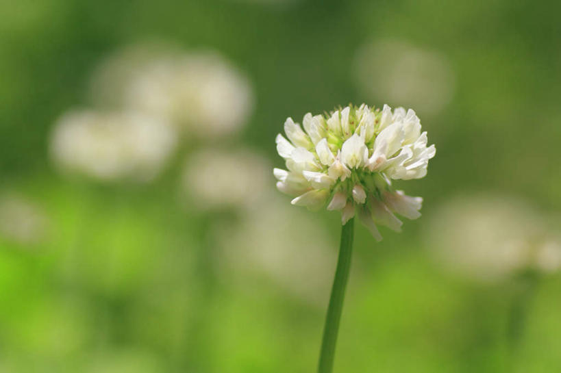 无人,横图,室外,特写,白天,正面,爱情,旅游,度假,自由,幸福,草地,草坪,美景,植物,长野县,日本,亚洲,阴影,朦胧,模糊,盛开,光线,影子,景观,三叶草,花蕾,娱乐,草,花,花瓣,花朵,鲜花,绿色,白色,阳光,自然,花苞,花蕊,享受,休闲,景色,放松,希望,自然风光,和平,东亚,车轴草,苜蓿,本州,本州岛,日本国,中部地方,长野,统一,团结,彩图