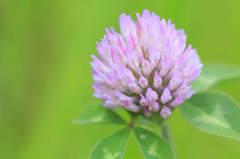 无人,横图,室外,特写,白天,正面,爱情,旅游,度假,自由,幸福,草地,草坪,美景,植物,长野县,日本,亚洲,阴影,朦胧,模糊,盛开,光线,影子,景观,三叶草,花蕾,娱乐,草,花,花瓣,花朵,鲜花,一朵,红色,绿色,阳光,自然,花苞,花蕊,享受,休闲,景色,放松,希望,自然风光,和平,东亚,车轴草,苜蓿,本州,本州岛,日本国,中部地方,长野,统一,团结,彩图