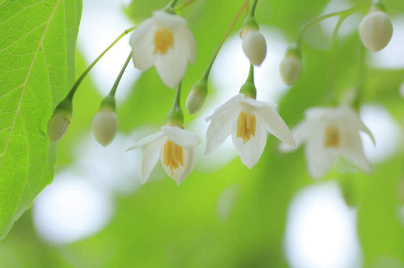 无人,横图,室外,特写,白天,仰视,旅游,度假,美景,叶子,长野县,日本,亚洲,许多,阴影,朦胧,模糊,盛开,光线,影子,景观,绿叶,花蕾,娱乐,花,花瓣,花朵,鲜花,白色,阳光,自然,花苞,花蕊,享受,休闲,嫩叶,景色,放松,自然风光,东亚,本州,本州岛,日本国,中部地方,长野,叶,叶片,彩图,低角度拍摄