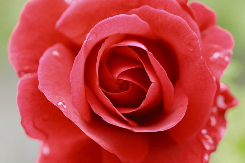 无人,横图,俯视,室外,特写,白天,爱情,旅游,度假,幸福,纯洁,热情,美景,玫瑰,长野县,日本,亚洲,阴影,朦胧,模糊,盛开,光线,影子,景观,玫瑰花,浪漫,花蕾,娱乐,花,花瓣,花朵,鲜花,一朵,红色,阳光,自然,花苞,花蕊,享受,休闲,温暖,温馨,景色,恩爱,放松,和睦,自然风光,感动,东亚,本州,本州岛,日本国,中部地方,长野,尊敬,天真,刺玫花,徘徊花,彩图,高角度拍摄,融洽