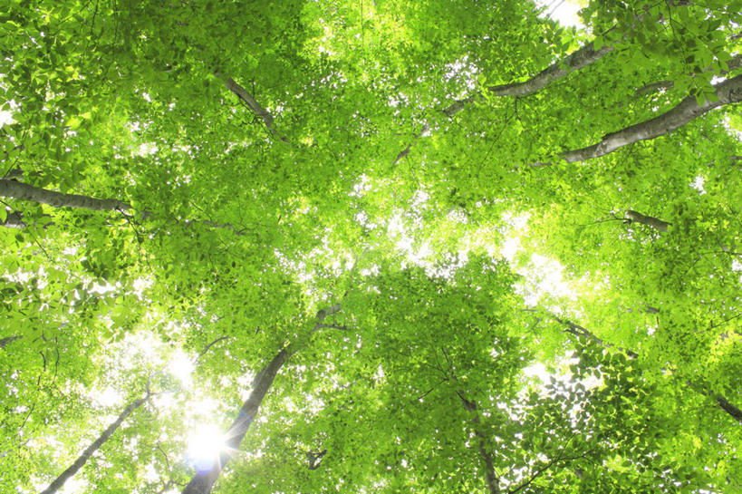 无人,横图,室外,白天,仰视,旅游,度假,美景,植物,长野县,日本,亚洲,阴影,光线,影子,景观,娱乐,树,树木,蓝色,绿色,蓝天,天空,阳光,自然,天,享受,休闲,景色,放松,遮,遮掩,生长,成长,掩盖,遮挡,自然风光,东亚,遮盖,本州,本州岛,日本国,中部地方,长野,掩饰,彩图,低角度拍摄